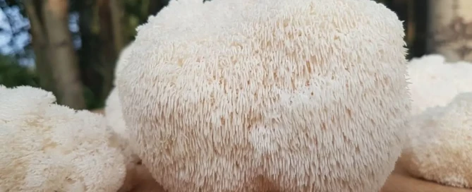 Lions Mane 5th Element Wellness